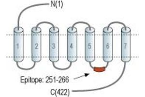 Representative domain view of the target of ABIN7043615. (Serotonin Receptor 1A Antikörper  (3rd Intracellular Loop))