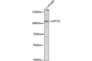 Western blot analysis of extracts of U-251MG cells, using DPP10 antibody (ABIN7266786) at 1:1000 dilution. (DPP10 Antikörper  (AA 400-500))