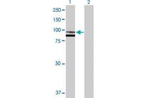 Western Blot analysis of SPG7 expression in transfected 293T cell line by SPG7 MaxPab polyclonal antibody. (SPG7 Antikörper  (AA 1-795))