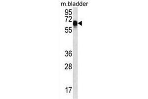 CCDC102A Antibody (C-term) western blot analysis in mouse bladder tissue lysates (35µg/lane). (CCDC102A Antikörper  (C-Term))