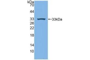 Detection of Recombinant MPG1, Human using Polyclonal Antibody to Macrophage Expressed Gene 1 Protein (MPG1) (MPEG1 Antikörper  (AA 313-580))