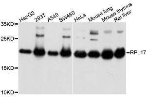 Western blot analysis of extracts of various cell lines, using RPL17 antibody. (RPL17 Antikörper  (AA 1-184))