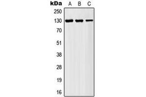 Western blot analysis of AF4 expression in HeLa (A), K562 (B), Jurkat (C) whole cell lysates. (AF4 Antikörper  (N-Term))