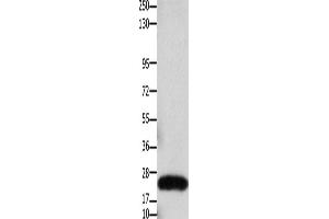 Western Blotting (WB) image for anti-Claudin 3 (CLDN3) antibody (ABIN2425947) (Claudin 3 Antikörper)