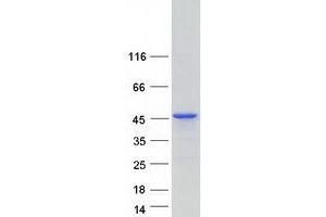 Validation with Western Blot (MAGIX Protein (Transcript Variant 1) (Myc-DYKDDDDK Tag))