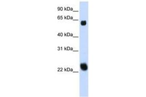 Image no. 1 for anti-Kelch-Like 26 (KLHL26) (AA 288-337) antibody (ABIN6742491) (KLHL26 Antikörper  (AA 288-337))
