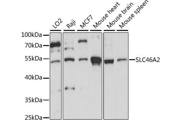 SLC46A2 Antikörper  (AA 1-110)