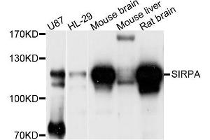 Western blot analysis of extracts of various cell lines, using SIRPA antibody (ABIN5996792) at 1/1000 dilution. (SIRPA Antikörper)