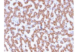 Formalin-fixed, paraffin-embedded human Liver stained with Prohibitin Mouse Monoclonal Antibody (PHB/3230).