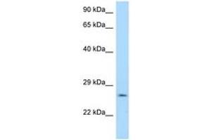 Image no. 1 for anti-14-3-3 gamma (YWHAG1) (AA 40-89) antibody (ABIN6748019) (14-3-3 gamma Antikörper  (AA 40-89))