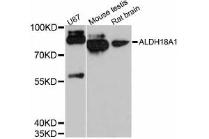 Western blot analysis of extracts of various cell lines, using ALDH18A1 antibody (ABIN5997222) at 1:3000 dilution. (P5CS Antikörper)