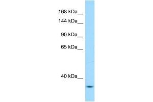 WB Suggested Anti-Yeats2 Antibody Titration: 1. (YEATS2 Antikörper  (N-Term))