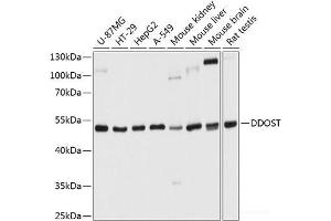 Western blot analysis of extracts of various cell lines using DDOST Polyclonal Antibody at dilution of 1:1000. (DDOST Antikörper)