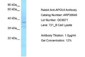 Western Blotting (WB) image for anti-Apolipoprotein L, 6 (APOL6) (C-Term) antibody (ABIN2778364)