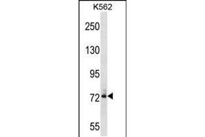 Western blot analysis in K562 cell line lysates (35ug/lane). (DNAI1 Antikörper  (N-Term))