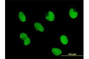 Immunofluorescence of purified MaxPab antibody to ZNF165 on HepG2 cell. (ZNF165 Antikörper  (AA 1-485))