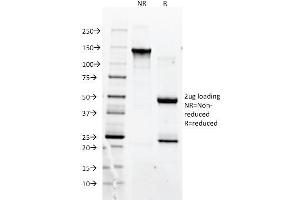 SDS-PAGE Analysis Purified CD90 Mouse Monoclonal antibody (F15-42-1). (CD90 Antikörper)