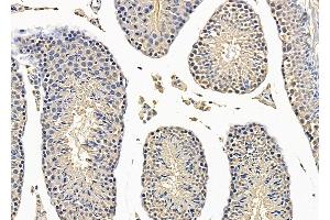 Brachyury / Bry Antibody at 1/100 staining Mouse testis tissue by IHC-P.