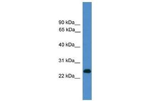 CD27 antibody used at 0. (CD27 Antikörper  (C-Term))