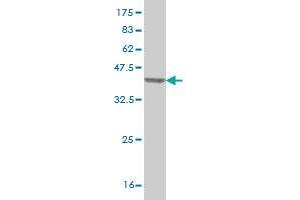 Western Blot detection against Immunogen (37. (SF3A2 Antikörper  (AA 112-216))