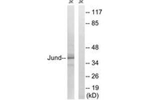 Western Blotting (WB) image for anti-Jun D Proto-Oncogene (JUND) (AA 222-271) antibody (ABIN2889019) (JunD Antikörper  (AA 222-271))