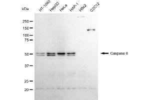 Western blotting analysis using caspase 8 antibody (ABIN7797906).