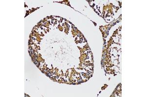 Immunohistochemistry of paraffin-embedded mouse testis using IRAK4 antibody (ABIN5973654) at dilution of 1/100 (20x lens). (IRAK4 Antikörper)