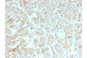 Immunohistochemistry (IHC) image for anti-Cystic Fibrosis Transmembrane Conductance Regulator (ATP-Binding Cassette Sub-Family C, Member 7) (CFTR) antibody (ABIN6939094)
