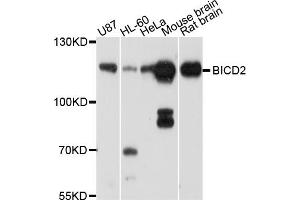 Western blot analysis of extracts of various cell lines, using BICD2 antibody (ABIN4903051) at 1:1000 dilution. (BICD2 Antikörper)