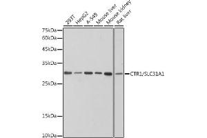 Western blot analysis of extracts of various cell lines, using CTR1/SLC31 antibody (ABIN7270449) at 1:1000 dilution. (SLC31A1 Antikörper)
