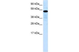 Western Blotting (WB) image for anti-Zinc Finger Protein 426 (ZNF426) antibody (ABIN2460751) (ZNF426 Antikörper)
