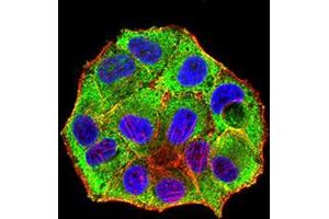 Immunocytochemistry (ICC) image for anti-Nuclear Receptor Subfamily 1, Group I, Member 2 (NR1I2) (AA 1-142) antibody (ABIN5542364)