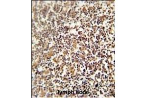 LRRC33 antibody (C-term) (ABIN654275 and ABIN2844083) immunohistochemistry analysis in formalin fixed and paraffin embedded human lymph node followed by peroxidase conjugation of the secondary antibody and DAB staining. (LRRC33 Antikörper  (C-Term))