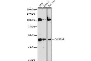 Western blot analysis of extracts of various cell lines, using CYP51 antibody  at 1:1000 dilution. (CYP51A1 Antikörper)