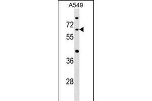 CDC14A Antibody (C-term) (ABIN1537376 and ABIN2848851) western blot analysis in A549 cell line lysates (35 μg/lane).