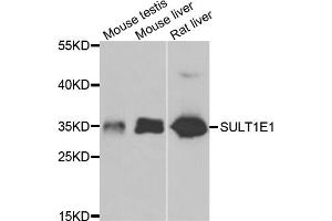 Western blot analysis of extracts of various cell lines, using SULT1E1 antibody (ABIN4905342) at 1:1000 dilution. (SULT1E1 Antikörper)