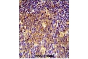 MUTED Antibody (Center) (ABIN654098 and ABIN2843982) immunohistochemistry analysis in formalin fixed and paraffin embedded human tonsil tissue followed by peroxidase conjugation of the secondary antibody and DAB staining.