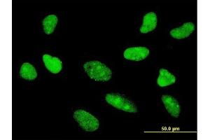 Immunofluorescence (IF) image for anti-Transcription Factor 7 (T-Cell Specific, HMG-Box) (TCF7) (AA 287-384) antibody (ABIN563114)