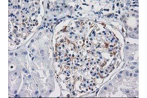 Immunohistochemical staining of paraffin-embedded Human Kidney tissue using anti-PDE2A mouse monoclonal antibody. (PDE2A Antikörper)