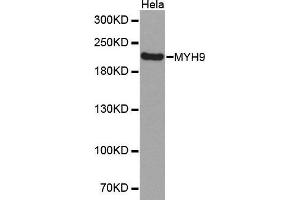 Western Blotting (WB) image for anti-Myosin 9 (MYH9) (AA 1711-1960) antibody (ABIN6213646) (Myosin 9 Antikörper  (AA 1711-1960))