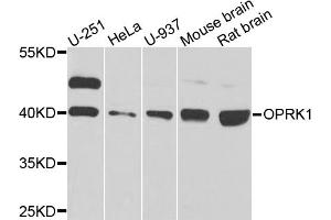 Western blot analysis of extracts of various cell lines, using OPRK1 antibody (ABIN5974551) at 1/1000 dilution. (OPRK1 Antikörper)