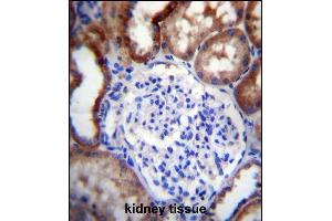LINGO4 Antibody (C-term) (ABIN656722 and ABIN2845949) immunohistochemistry analysis in formalin fixed and paraffin embedded human kidney tissue followed by peroxidase conjugation of the secondary antibody and DAB staining. (LINGO4 Antikörper  (C-Term))