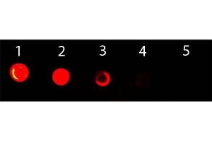 Dot Blot of Goat anti-Mouse IgG2b (Gamma 2b Chain) Antibody ATTO 488 Conjugated. (Ziege anti-Maus IgG2b (Heavy Chain) Antikörper (Atto 488) - Preadsorbed)