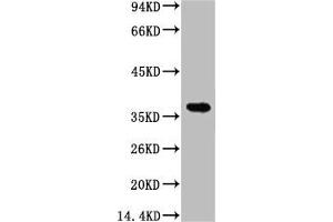 Western blot analysis of 1) Hela, 2) 293T, diluted at 1:5000. (CA9 Antikörper)