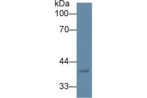 Western blot analysis of Mouse Lung lysate, using Human DPEP2 Antibody (1 µg/ml) and HRP-conjugated Goat Anti-Rabbit antibody (