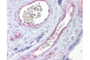 Anti-ARNTL2 antibody IHC of human placenta. (ARNTL2 Antikörper  (AA 35-84))