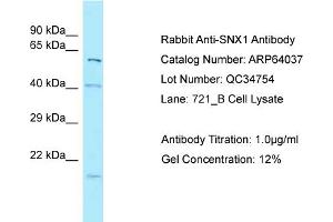 Western Blotting (WB) image for anti-Sorting Nexin 1 (SNX1) (N-Term) antibody (ABIN971747) (Sorting Nexin 1 Antikörper  (N-Term))
