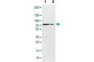 Western Blot analysis of Lane 1: NIH-3T3 cell lysate (mouse embryonic fibroblast cells) and Lane 2: NBT-II cell lysate (Wistar rat bladder tumor cells) with G3BP1 polyclonal antibody . (G3BP1 Antikörper)