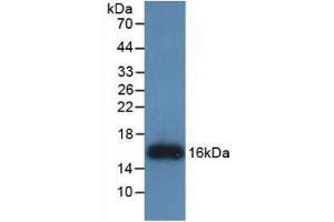 Detection of Recombinant REG3g, Human using Monoclonal Antibody to Regenerating Islet Derived Protein 3 Gamma (REG3g) (REG3g Antikörper  (AA 39-175))