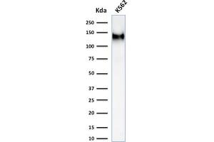 Western Blot Analysis of K562 cell lysate using CD43 Mouse Recombinant Monoclonal Antibody (rSPN/1094).